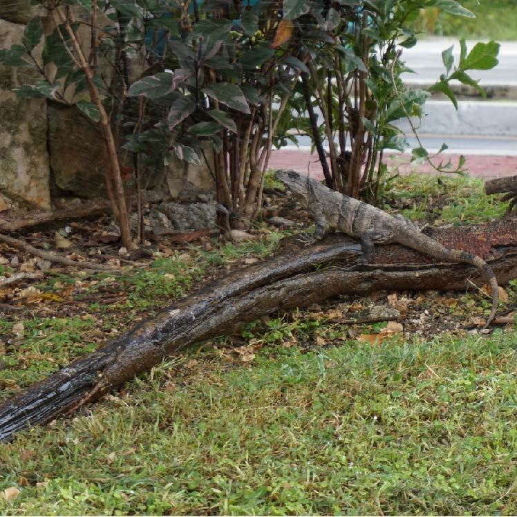Cancun Roadside Iguana
