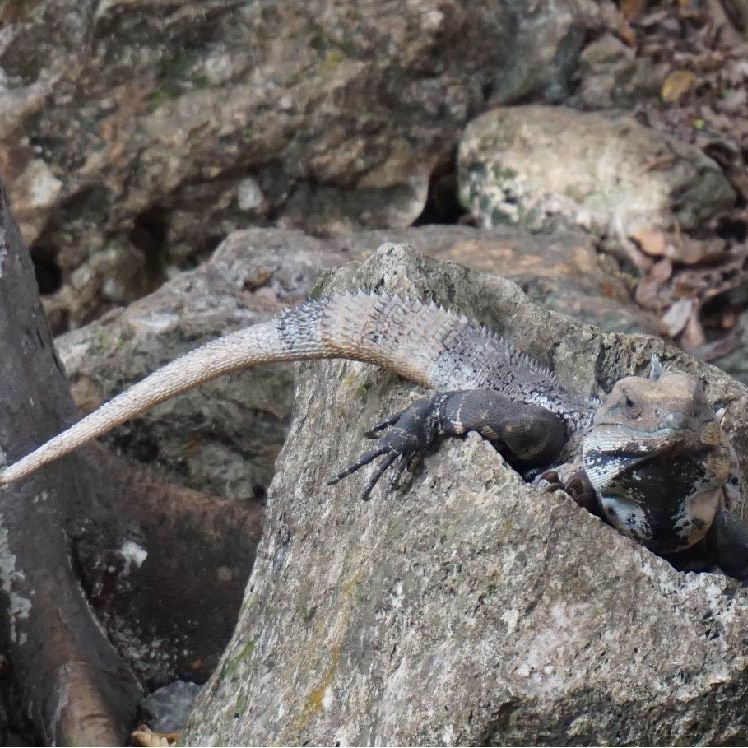 What you staring at?